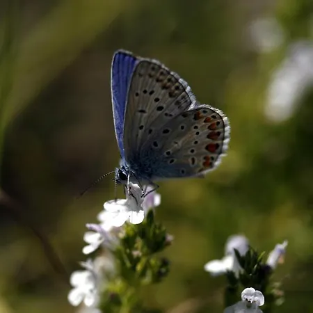 Sv. Mihovil Hotel Trilj