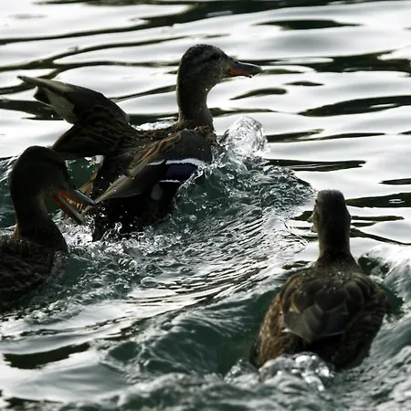 Hotel Sv. Mihovil 3*